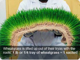 Fresh Wheatgrass  with Roots