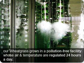 Wheatgrass Grow Indoor in a Pollution Free