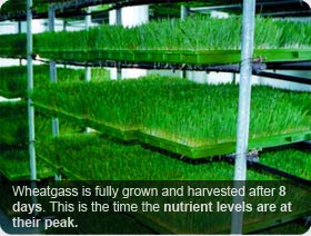 Wheatgrass Fully Grown in 8 Days