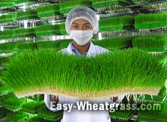 Easy Fresh Wheatgrass