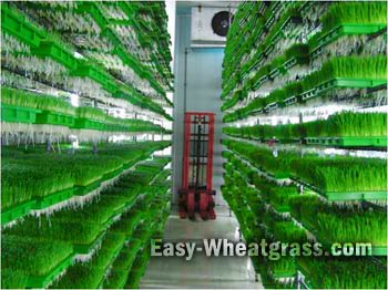 Indoor Grow Wheatgrass Factury