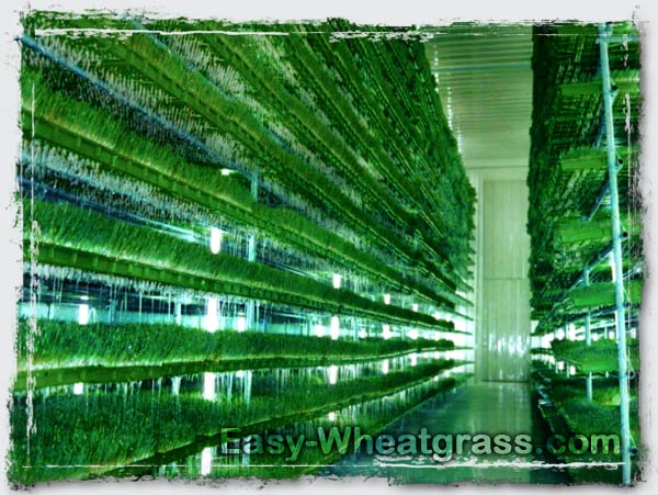 Wheatgrass Grow Indoor