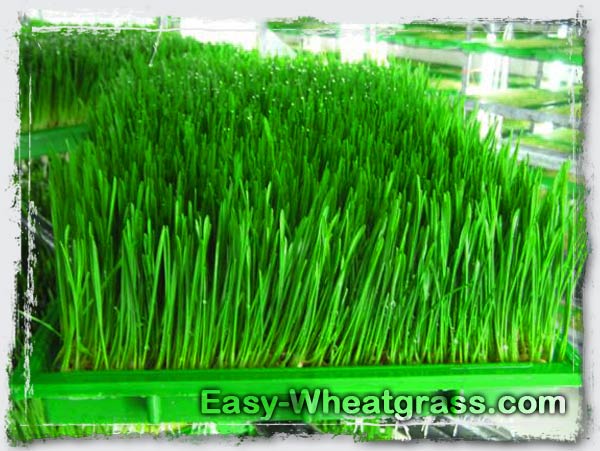 Fresh Wheatgrass Growing