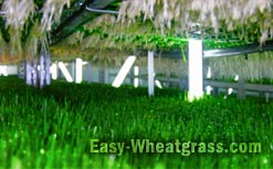 Wheatgrass Nutrition