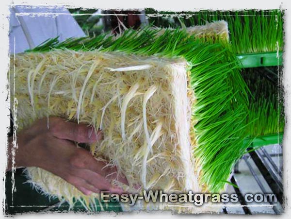 Wheatgrass Root Nutrition