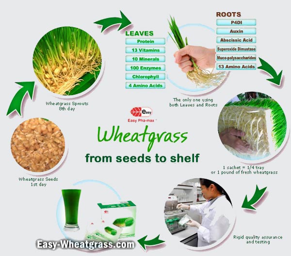 Wheatgrass From Growing From Seeds to Shelf