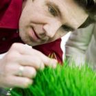 Grow Wheatgrass Indoor – 100% Natural